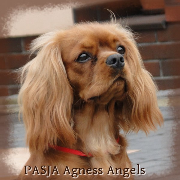 CH. Pasja Agness Angels